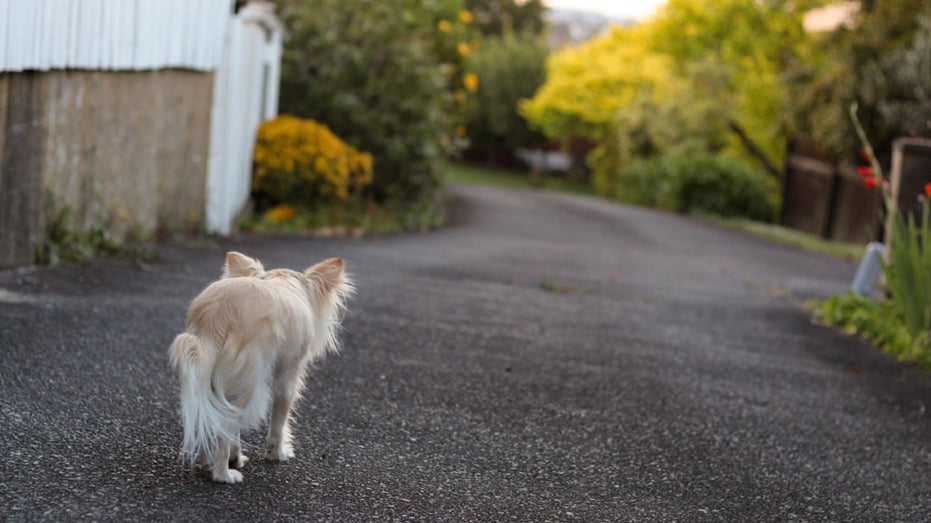 small chihuahua leaving home