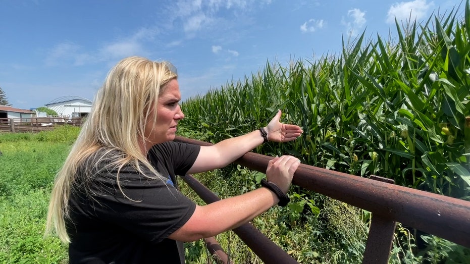 a female farmer hangs over a rail pointing at her rows of corn