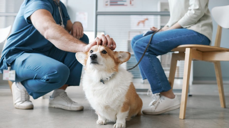 vet petting corgi