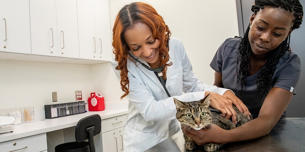 Walmart opens first-ever pet services center with 'low, transparent' prices in Georgia - Vimarsana News