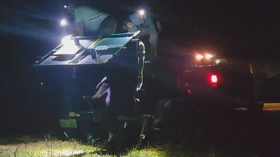Black bear released in Ocala National Forest