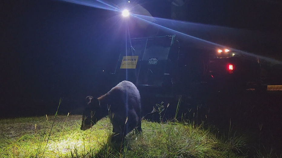Bear captured at Disney World in Florida is released