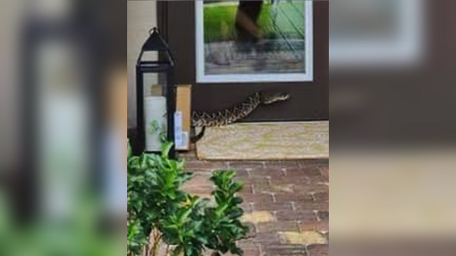 Snake bites Amazon deliver driver in FL