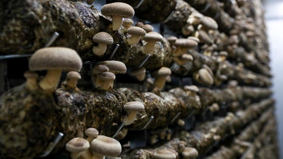 Mushrooms growing in factory
