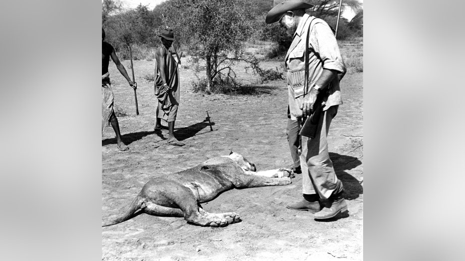 Ernest Hemingway stands over hunted lioness.