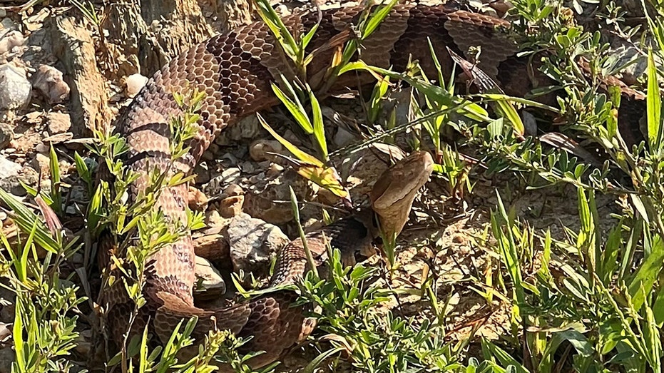 Copperhead snake that bit dog in Georgia