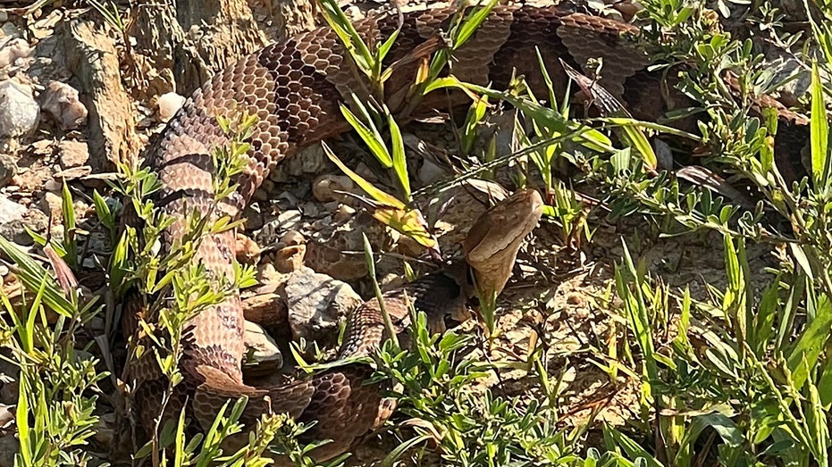Copperhead snake that bit dog in Georgia