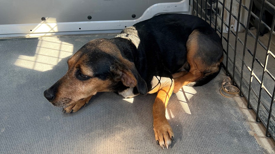 Dog bit by venomous snake in Georgia