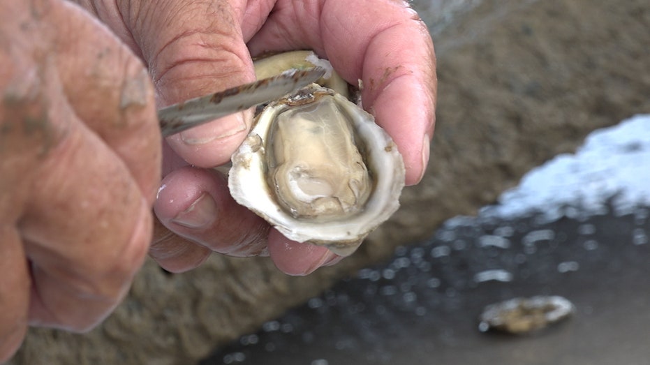 Oyster farmer Mike Arguelles shows the inside of an oyster