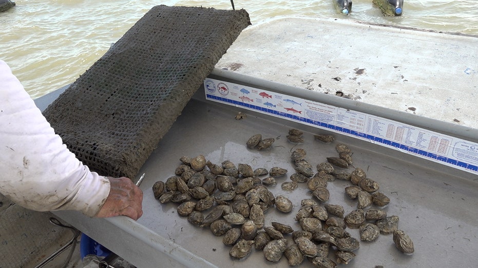 Oyster farmer Mike Arguelles empties out oyster bag onto the back of his boat
