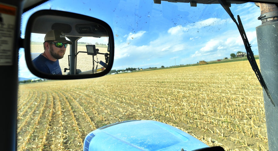 Farmer drives tractor in wheat field