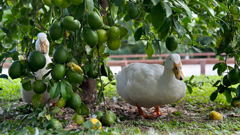 Two ducks sitting under a tree on Patrick Swayze's property