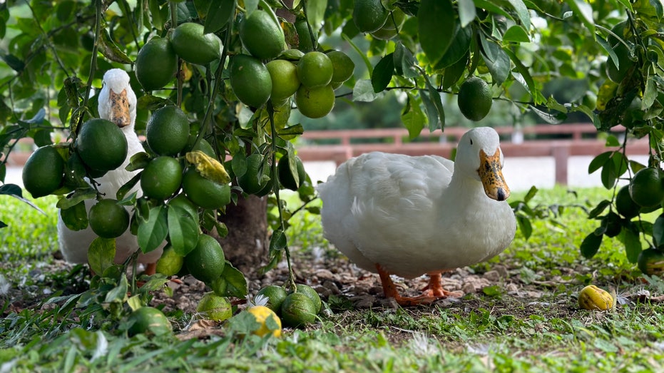 Two ducks sitting under a tree on Patrick Swayze's property