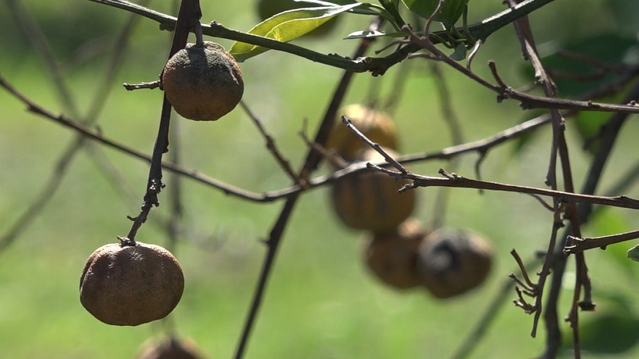 Citrus fruit hang from a tree