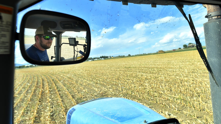 Farmer drives tractor in wheat field