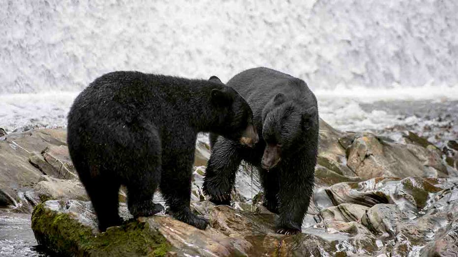 black bears