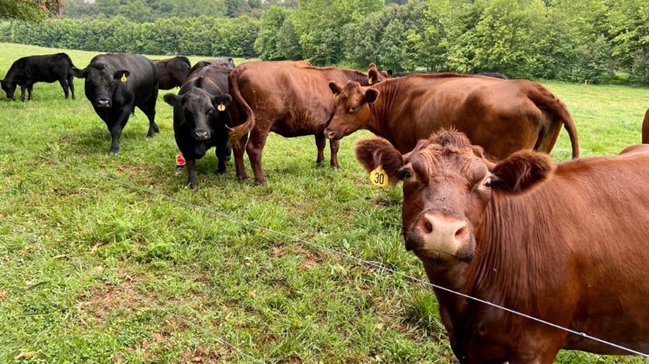 Cows on a family owned farm in Maryland