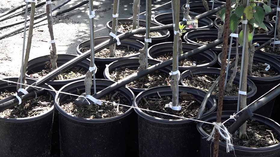 Citrus plants watered by drip irrigation