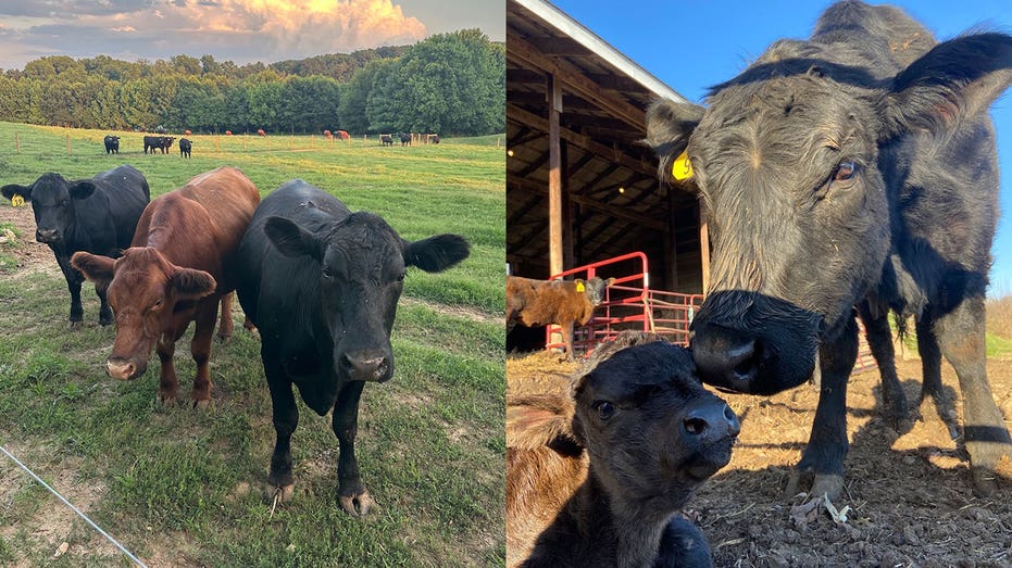 Cattle on a Maryland farm
