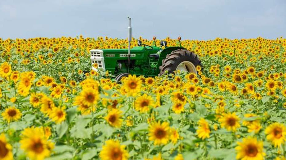 Sunflower farm in Maryland
