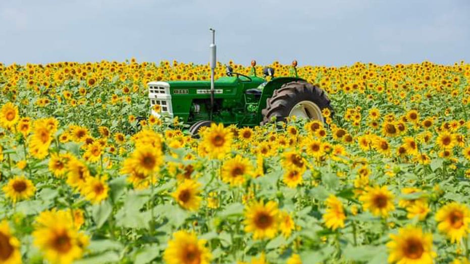 Sunflower farm in Maryland