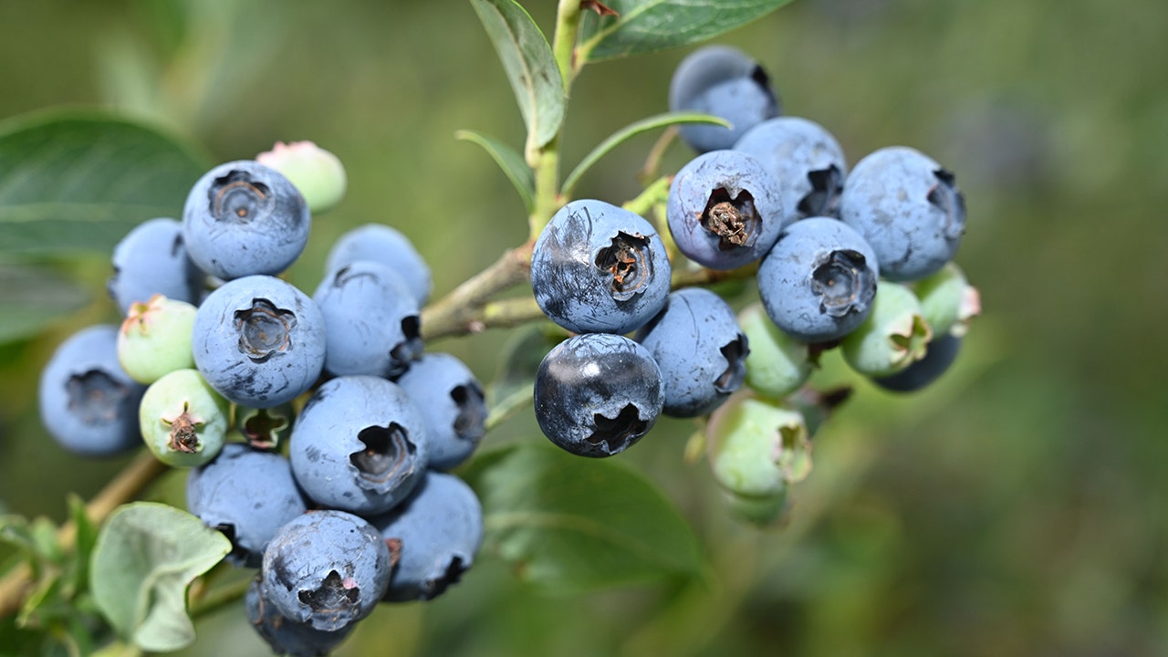 Blueberry costs skyrocket because of supply shortage True Republican