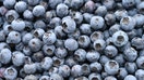 20 July 2023, Mecklenburg-Western Pomerania, Rottmannshagen: Blueberries photographed on the premises of Agrargesellschaft Chemnitz mbH in Rottmanshagen. The agricultural company operates by far the largest plantation of cultivated blueberries on around 24 hectares in Rottmannshagen (Mecklenburg Lake District). Photo: Stefan Sauer/dpa (Photo by Stefan Sauer/picture alliance via Getty Images)