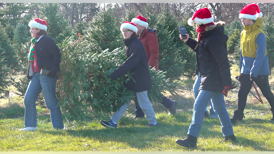 Christmas Tree Shopping