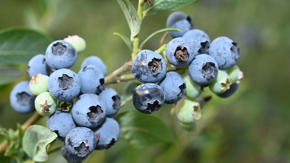 Blueberries