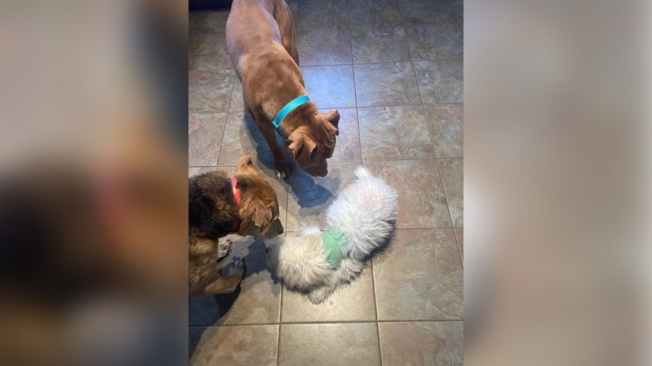 Boeing the puppy is inspected by two other dogs in foster care