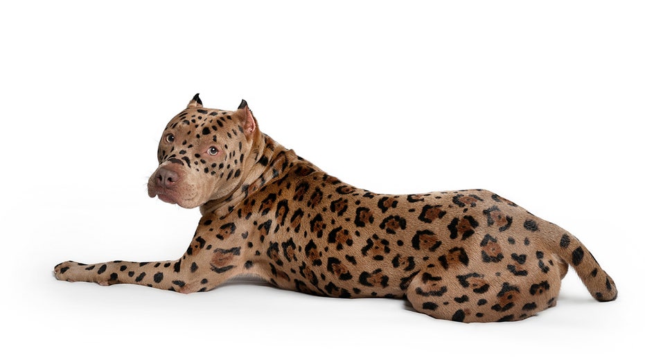 A dog that has been dyed to look like a leopard
