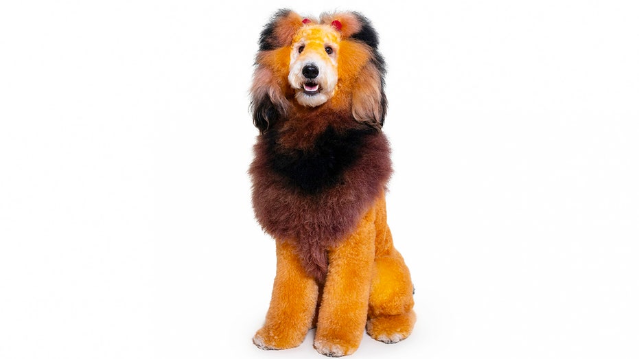A dog that has been dyed to look like a lion