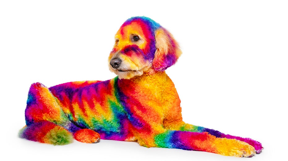 Dog groomers dye hair best sale