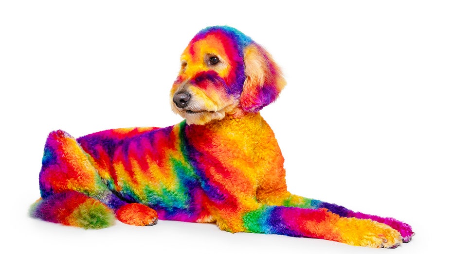 A dog that has been dyed rainbow
