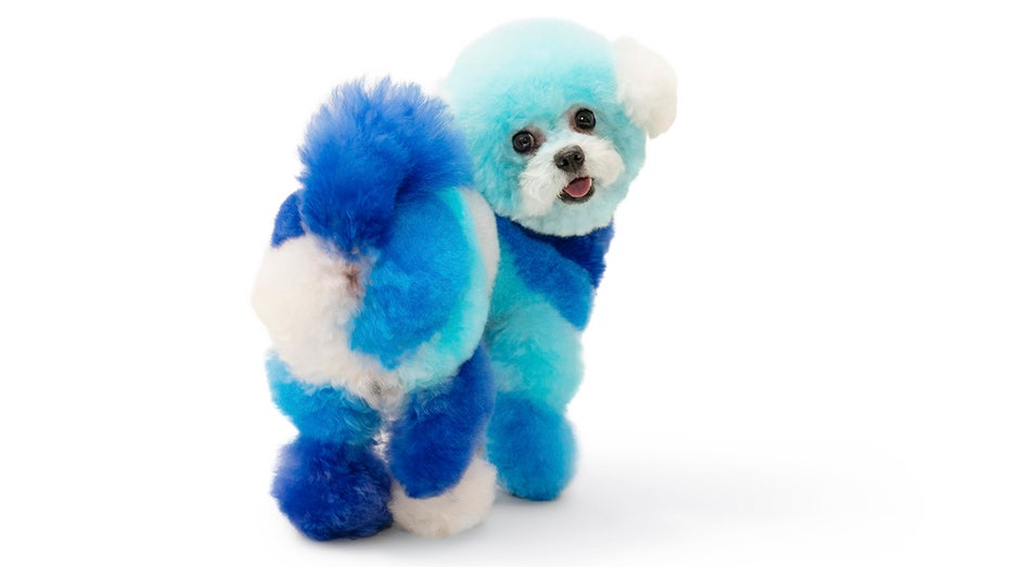 A dog that has been dyed blue