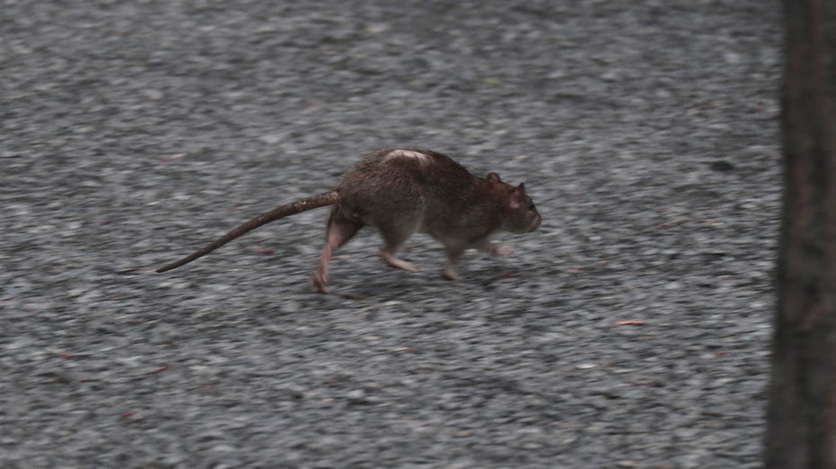 A rat running in NYC