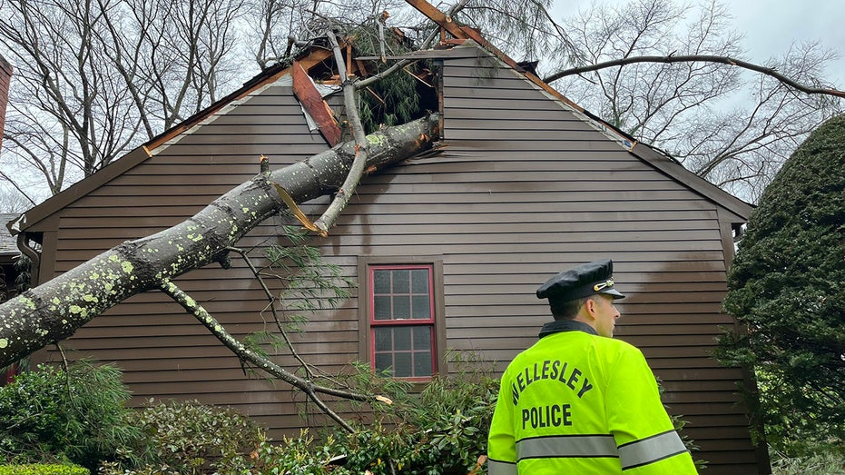 Wellesley Police respond to fallen tree