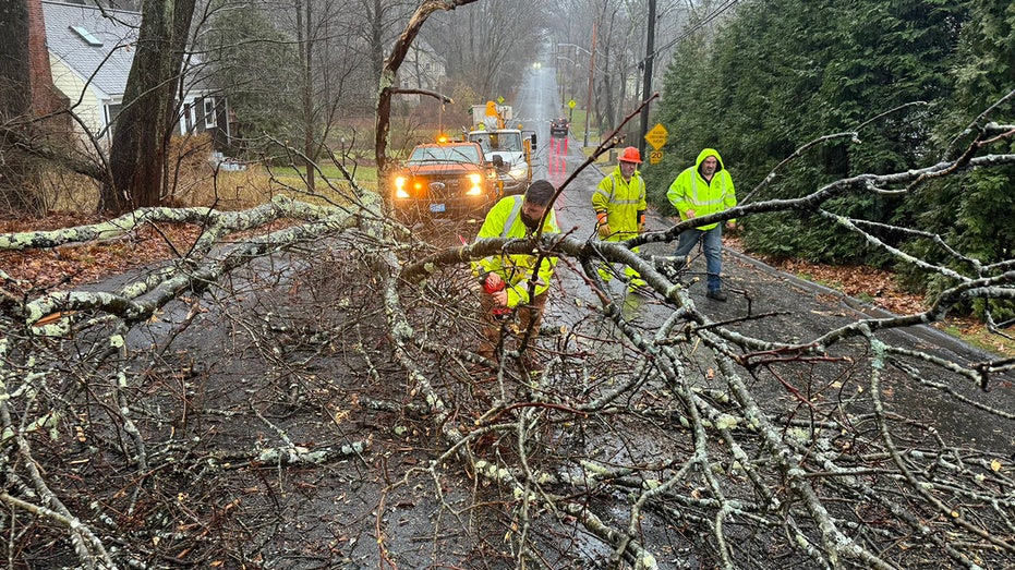 Wellesley Police respond to fallen tree