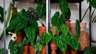 WaPo article suggesting houseplant ownership could be bad for planet takes heat: Stop the 'doom-mongering'