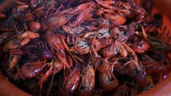 Louisiana drought, cold weather could make crawfish harvest worst on record