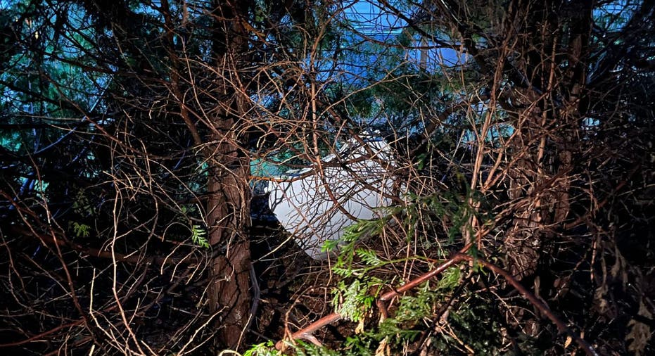 A plane door in a tree