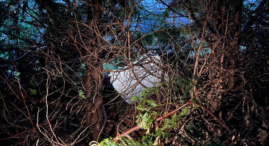 A plane door in a tree
