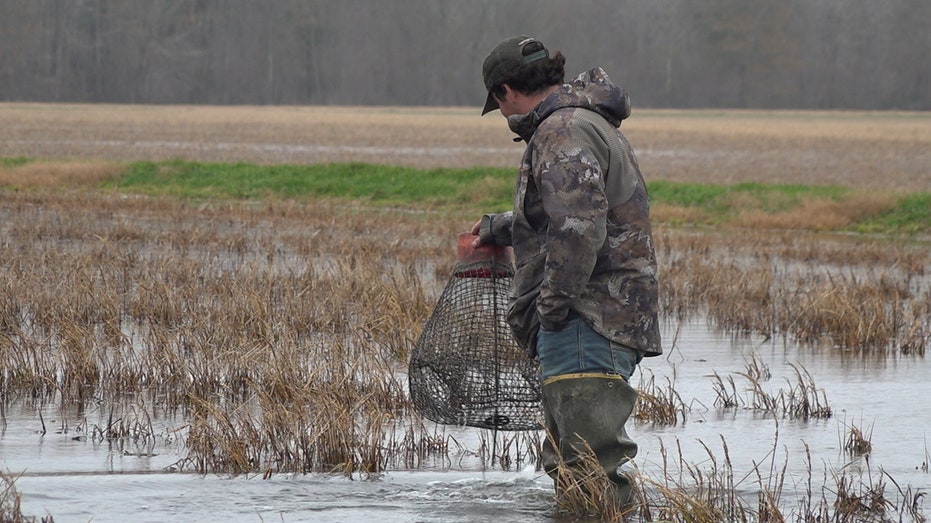 Crawfish farmer lifts up his trap from a field