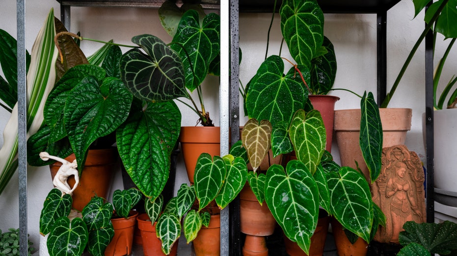 House plants