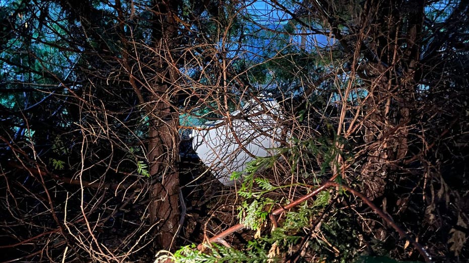 A plane door in a tree