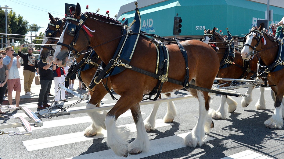 Budweiser horses