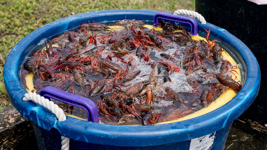 Crawfish cleaning