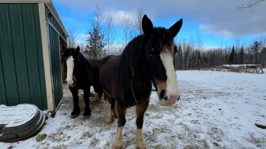 two horses in snow outside barn