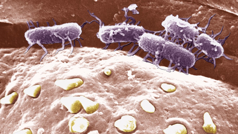 Salmonella bacteria