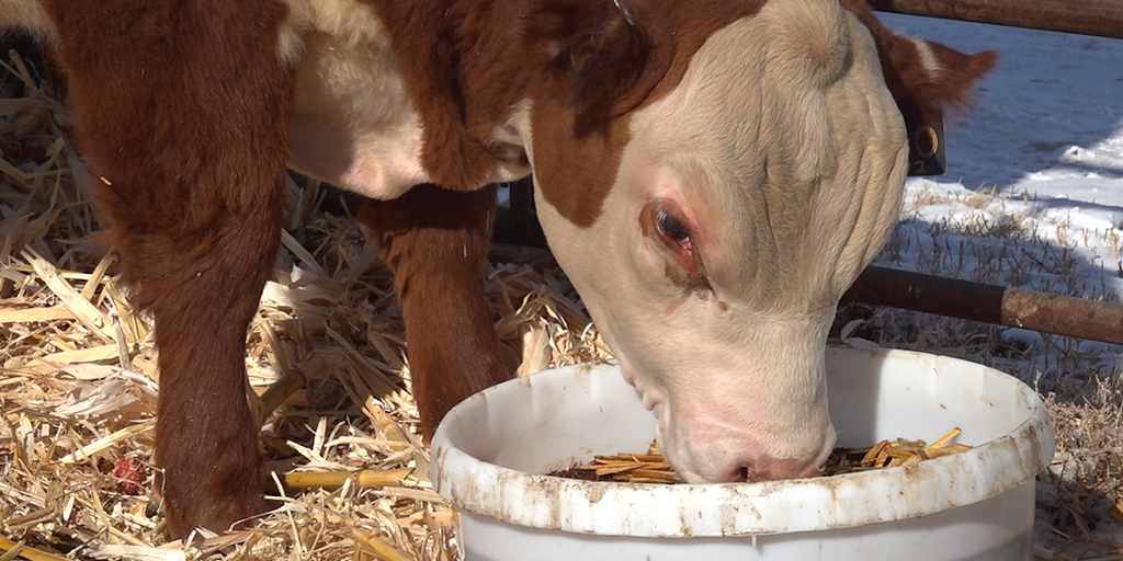 The beef industry cattle inventory is shrinking. - Vimarsana News
